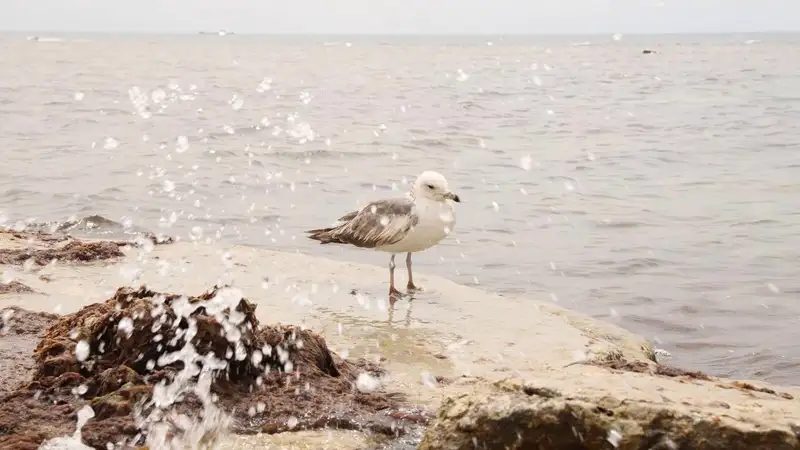 Каспийское море, Каспий, набережная Каспийского моря в Актау