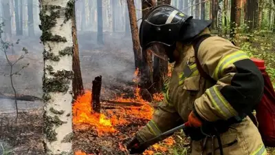 пожар в лесу, фото - Новости Zakon.kz от 24.06.2024 18:30