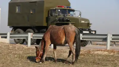 В ЗКО полицейский наехал на лошадь: есть погибший, фото - Новости Zakon.kz от 24.06.2024 18:48