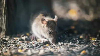 почему опасны крысы, фото - Новости Zakon.kz от 25.06.2024 14:47