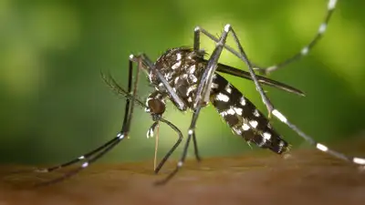 Топовые советы: как избавиться от комаров