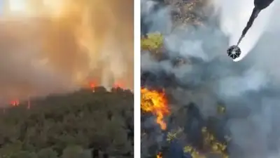 пожар в лесу, фото - Новости Zakon.kz от 29.06.2024 21:53