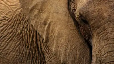 Зоопарк Алматы показал спасающихся под душем от жары слонов