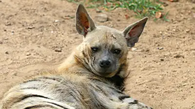 Неожиданный факт о гиенах озвучили в зоопарке Алматы
