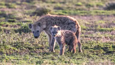 Неожиданный факт о гиенах озвучили в зоопарке Алматы