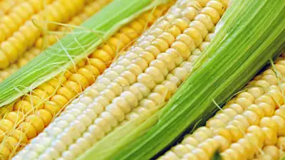 Неожиданно названы вредные свойства кукурузы