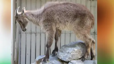 В зоопарк Шымкента впервые привезли гималайского тара из России