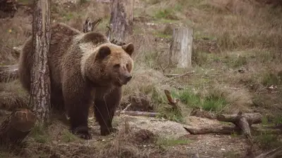 Бурый медведь, водопой в парке Алтын-Эмель