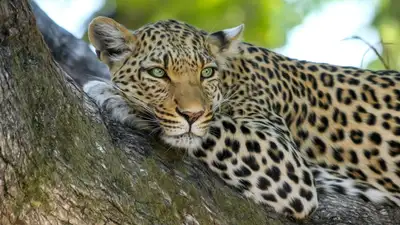 В биоцентре Семея умер амурский леопард