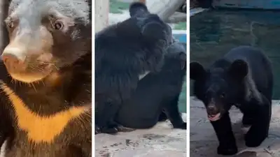 гималайские медвежата зоопарк Алматы имена