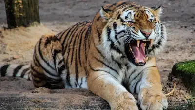МЭПР подписал с WWF меморандум по возвращению тигров 
