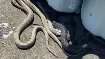 Логово змей попало на видео в Актау