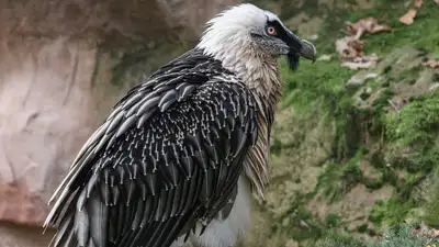 Что известно о самой удивительной птице зоопарка Алматы