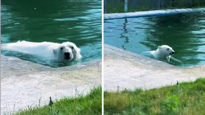В Алматинском зоопарке показали, как спасается от жары белая медведица Пурга