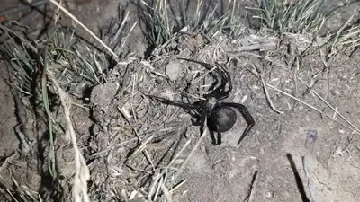 нашествие ядовитых пауков в Казахстане