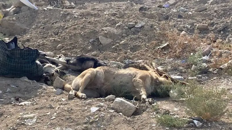 Мертвых собак обнаружили в пригороде Актау, фото — Новости Zakon.kz от 31.07.2024 23:37