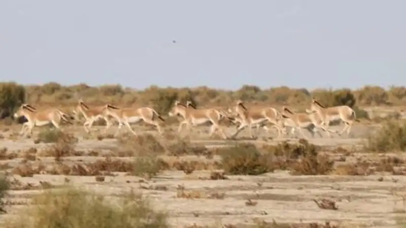 Краснокнижные куланы попали на видео в уникальном заповеднике Барсакельмес