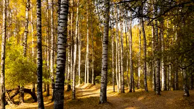 Осень, осенняя погода, желтые листья, листопад, осенний сезон, лес, осенний лес , фото - Новости Zakon.kz от 23.01.2025 14:28