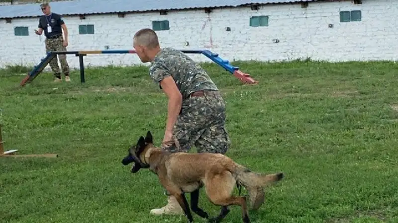 Кинологи Семея и их собаки стали лучшими в Казахстане