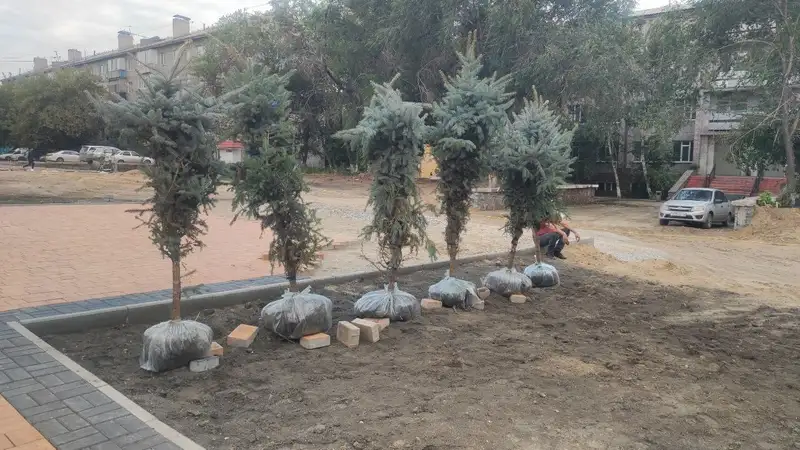 В Семее для создания нового сквера пустили под топор старый , фото - Новости Zakon.kz от 12.09.2024 11:24