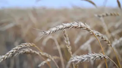 Зерно, пшеница, посев, сельское хозяйство