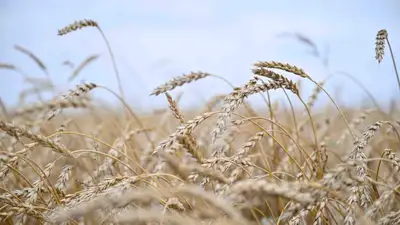 Зерно, пшеница, посев, сельское хозяйство