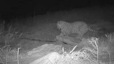 Редкий леопард попал на камеру в Казахстане, фото - Новости Zakon.kz от 17.09.2024 09:53