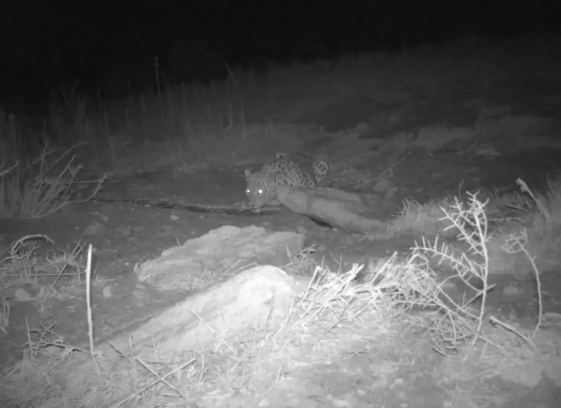 Редкий леопард попал на камеру в Казахстане, фото - Новости Zakon.kz от 17.09.2024 09:53