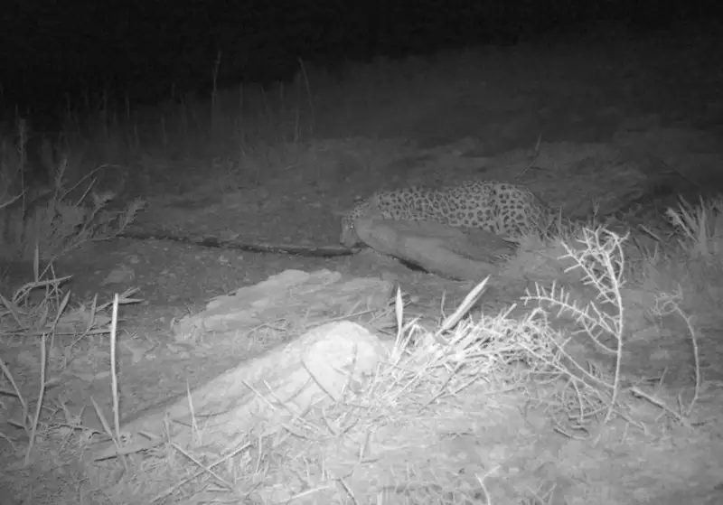 Редкий леопард попал на камеру в Казахстане, фото - Новости Zakon.kz от 17.09.2024 09:53