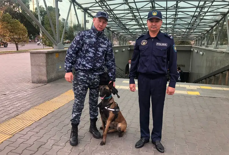 Хвостатый полицейский: как овчарка по кличке Нора охраняет пассажиров метро в Алматы , фото — Новости Zakon.kz от 14.10.2024 17:52