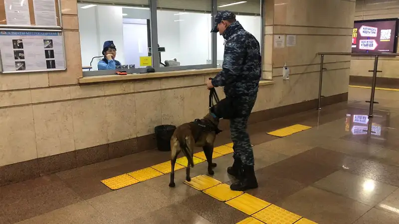 Хвостатый полицейский: как овчарка по кличке Нора охраняет пассажиров метро в Алматы , фото - Новости Zakon.kz от 14.10.2024 17:52