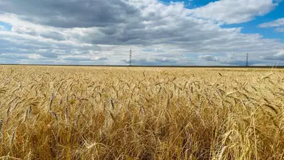 В Карагандинской области аграрии собрали 1 млн 300 тысяч тонн зерна, фото - Новости Zakon.kz от 16.10.2024 10:08