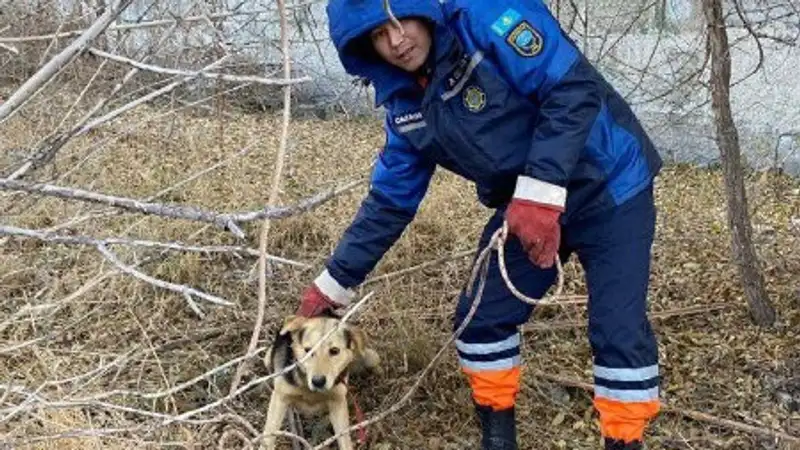 В Темиртау спасатели помогли собаке, упавшей в колодец