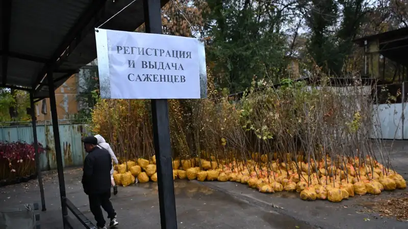 В Алматы подвели итоги акции "Зеленый двор" по безвозмездной выдаче саженцев