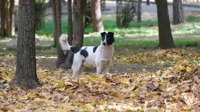 Бездомные собаки беспокоят жителей Косшы