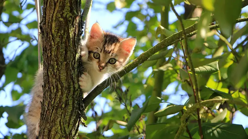 Пожарные спасли петропавловскую кошку, застрявшую на уровне четвертого этажа