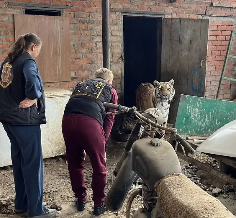 Полиция изъяла у россиянина незаконно купленную тигрицу , фото - Новости Zakon.kz от 01.11.2024 07:21