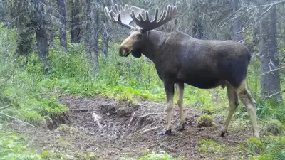 лось видео заповедник