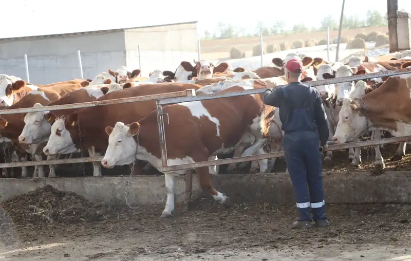 В области Абай развивается производство молочной продукции, фото - Новости Zakon.kz от 21.10.2024 11:06