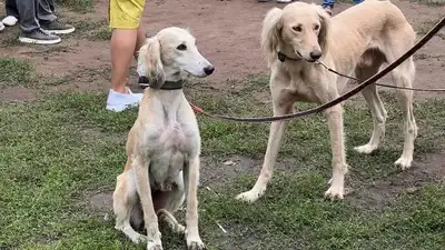 В Казахстане обновили стандарт казахских пород собак