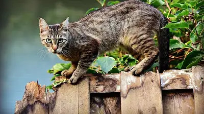 Какие породы кошек лучше не выпускать из дома на улицу