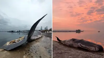 Туша мертвого кашалота появилась на берегу Каспийского моря в Баку, фото - Новости Zakon.kz от 14.11.2024 04:36