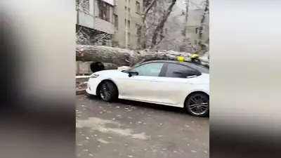 дерево упало на автомобиль в Алматы