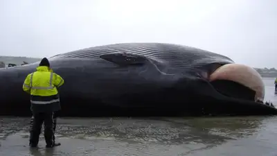 На побережье Аляски выбросило финвала