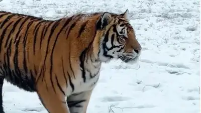 В зоопарке Алматы показали зимнюю сказку 