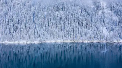 На Кольсае зафиксировали редкий момент охоты туркестанской рыси