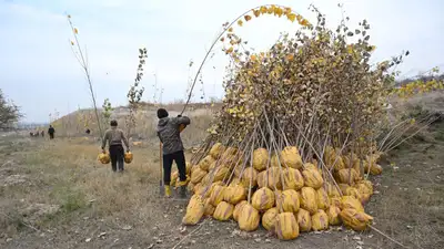 В Алматы продолжается посадка зеленых насаждений