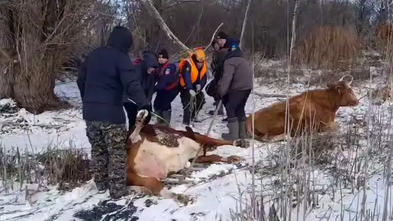 Коровам на льду понадобилась помощь спасателей в ЗКО