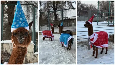 Нарядившиеся по-новогоднему альпаки умилили подписчиков зоопарка Алматы, фото - Новости Zakon.kz от 30.12.2024 19:27