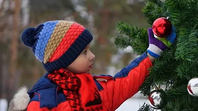 бельгийцев призвали не употреблять в пищу новогодние елки, фото - Новости Zakon.kz от 08.01.2025 01:57